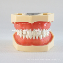 China Modelo anatómico médico suave Gingiva 28 dientes mandíbula dental estándar modelo 13016